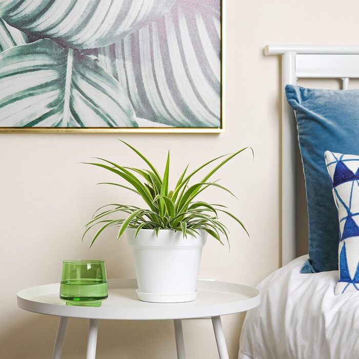 Пластиковий квітковий горщик 19 см з блюдцем, набір із 6 пластикових горщиків для трав з кількома дренажними отворами, круглий горщик для сукулентів у приміщенні та на балконі, білий/розкішний сад 19 см, 4U