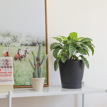 Пластиковий квітковий горщик T4U 16,5 см з системою поливу, набір із 6 самополивних кашпо з блюдцями, круглі кашпо для кімнатних та балконних садових рослин, сукулентів, кактусів, чорний 16,5 см чорний