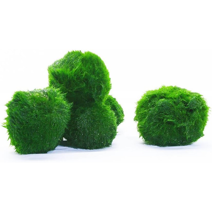 Розплідник - Garnelio 3 x куля моху - 3 см - Aegagrophila linnaei - біофільтр для акваріумів - вибір кількості