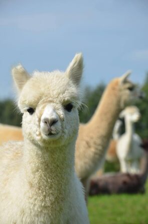 Подушка Basic Line Alpaca, простьобана терморегулюючою вовною альпаки та наповнена еластичними кульками з волокна, для спокійного сну, 40x80 см, середньої жорсткості та відносно висока