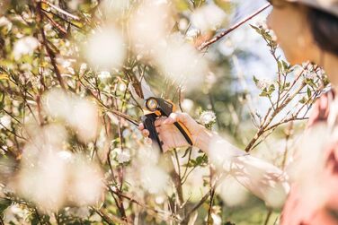 Садові ножиці Fiskars Bypass M, X-серія PowerGear, P921, З ручкою, що обертається, Для свіжих гілок та сучків, Антипригарне покриття, Леза з нержавіючої сталі, Довжина 20,1 см, Чорний/Помаранчевий, 1057173 X-серія P921