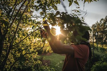 Садові ножиці Fiskars Bypass, Plus SmartFit, P541, Для свіжих гілок та сучків, Антипригарне покриття, Леза з нержавіючої сталі, Довжина 20,1 см, Чорний/Помаранчевий, 1057169 Садові ножиці P541 Одинарні