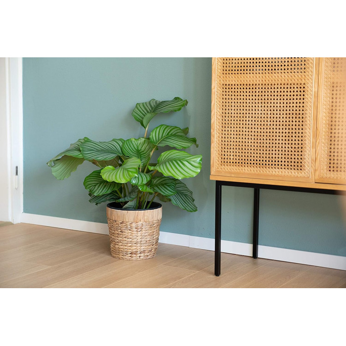 Декоративний набір з 3 круглих плетених квіткових горщиків з морської трави з пластиковими вставками для посадки - горщики для рослин - 16 см 20 см 26 см