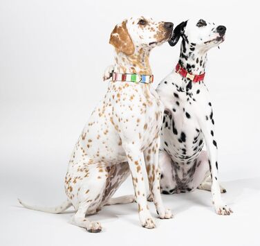 Ошийник для собак Kate Spade New York Adventure Stripe Large, золотиста металева пряжка, регульований розмір 39,4 - 61 см, підходить для собак середнього розміру (унісекс), стильний дизайн.