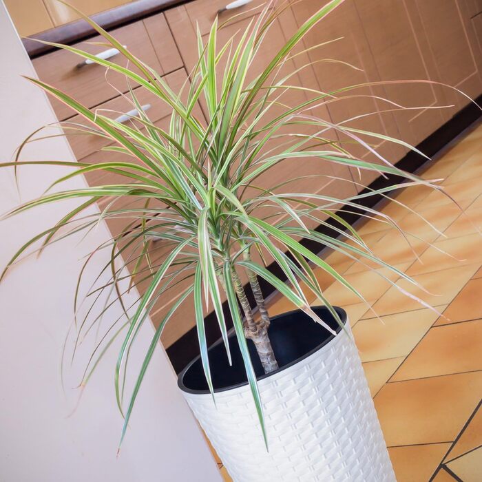 Каструля Time Cabinet об&39ємом 15,5 літрів зі вставкою 25 x 25 x 47,6 см білого кольору