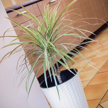 Каструля Time Cabinet об&39ємом 15,5 літрів зі вставкою 25 x 25 x 47,6 см білого кольору