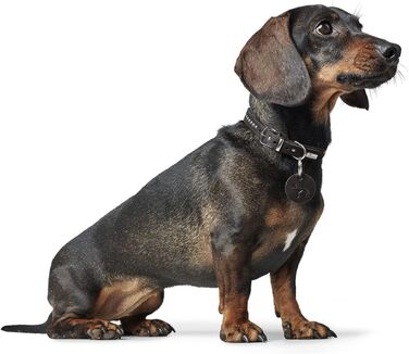 Нашийник для собак HUNTER Aalborg Style, колір чорний, виготовлений з міцної жирної шкіри, надійний, зручний, стильний з металевими заклепками, зроблено в Німеччині, розмір 37 см, чорний