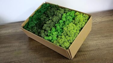 Ісландський норвезький мох Hello Moss 0,5/1 кг - консервований живий мох, повністю органічний - ідеальне прикраса з моху на Великдень, різдвяні прикраси - ремісничий мох, тераріумний мох (1 кг, зелене світло трави)