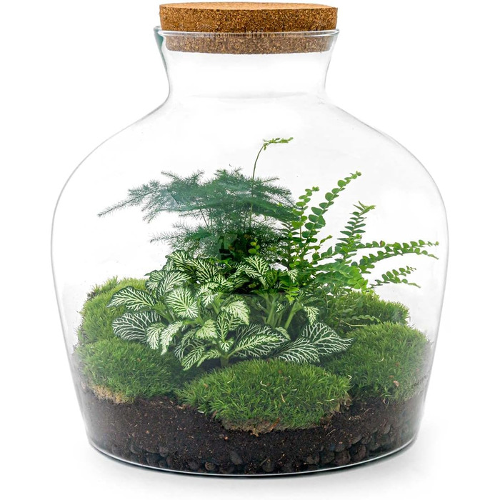 Пляшковий сад Рослини в скляній банці зі світлом 30 см - DIY - Terrarium Complete Set - Тераріум для рослин - urbanjngl Комплект тераріуму (Товстий Джо Грін)