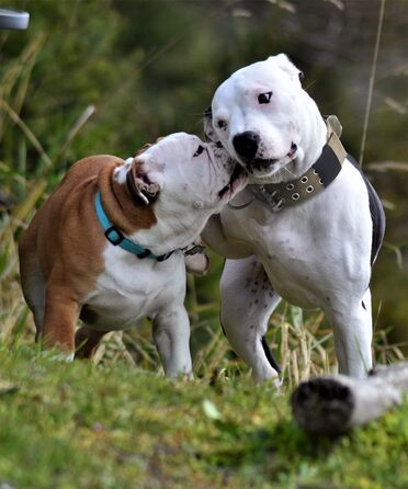 Тактичний нашийник для великих собак 5 см, міцний нейлоновий нашийник K9 з ручкою для контролю, камуфляжний, товщина 0.6 см, розмір L (48-60 см), армійсько-зелений