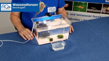 Мохові кульки (2 шт.) - кульки водоростей, Aegagropila linnaei - Chladophora aegagropila, чудова водна рослина для акваріумів і акваріумів, невибаглива, декоративна і повільно зростаюча.