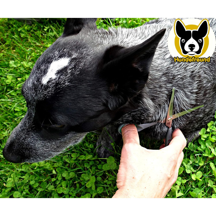 Набір ножиць для собак Hundefreund з філіровочними ножицями для догляду за шерстю Ножиці з нержавіючої сталі із заокругленими кінчиками для грумінгу собак