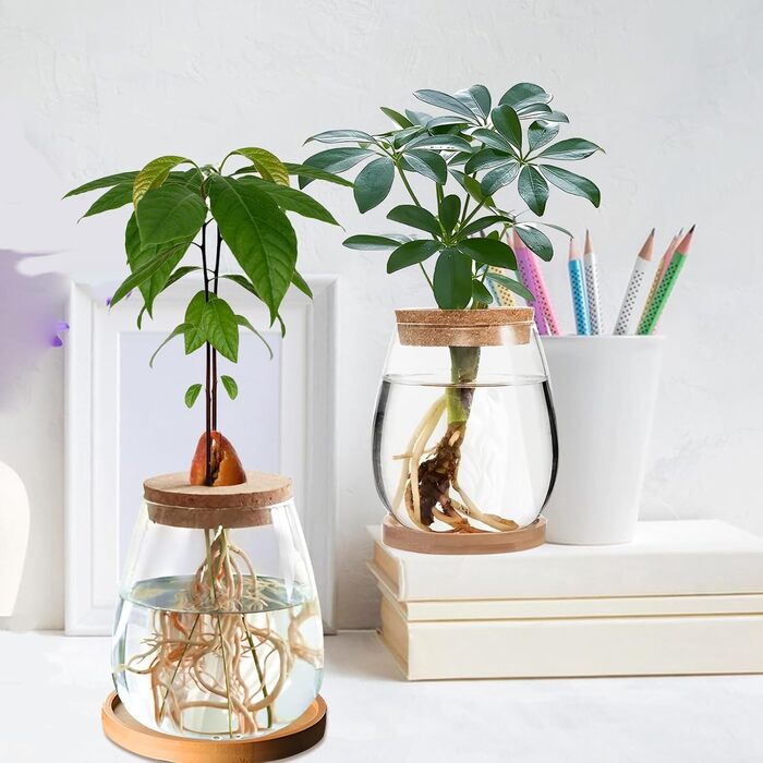 Ваза для закваски насіння авокадо Скляний плантатор Гідропонна скляна ваза для водних рослин або квітів Домашній офіс Оформлення столу 2 шт., 12x11