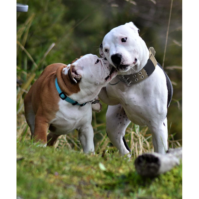 Тактичний нашийник для великих собак 5 см, міцний нейлоновий нашийник K9 з ручкою для контролю, камуфляжний, товщина 0.6 см, розмір L (48-60 см), армійсько-зелений