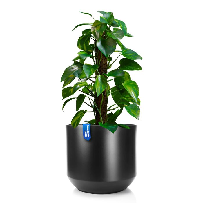 Квітковий горщик BigDean Style ø 40 см, антрацитовий, зі знімним внутрішнім горщиком - всепогодний квітковий горщик з ударостійкого пластику - великий горщик, підходить для використання на вулиці та в приміщенні ø 40 см