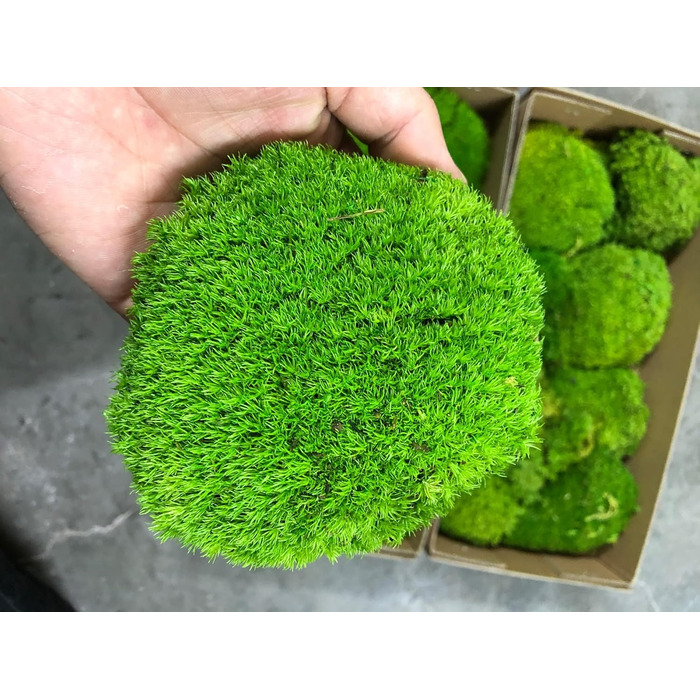Збережені рослини палка мох подушка булочка подушка натуральний зелений декоративний справжній натуральний зелений DIY kit тераріуми садівництво мистецтво декорування стін флористичний декор (Green-b, 1.5 sq.ft)