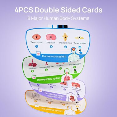 Анатомічна модель Science Can Human Body Set, інтерактивна