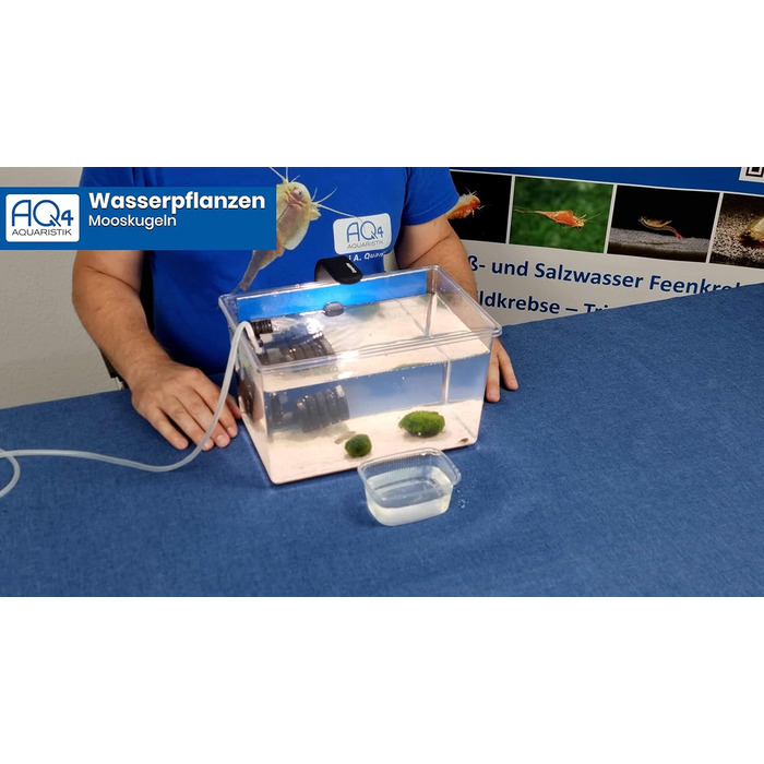 Мохові кульки (2 шт.) - кульки водоростей, Aegagropila linnaei - Chladophora aegagropila, чудова водна рослина для акваріумів і акваріумів, невибаглива, декоративна і повільно зростаюча.