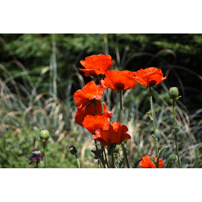 Шкіряна кобура OKATSUNE 133 велика Кобура для пояса з міцної шкіри Підходить для садових ножиць/секаторів Okatsune 103 та 104 235 мм, 65 г Світло-коричнева кобура 133 для 103104