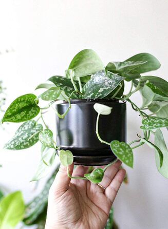 Набір з 3 керамічних квіткових горщиків, діаметром 111317 см, набір для невеликих кашпо, квітковий горщик для кімнатних рослин з блюдцем та дренажним отвором, чорний