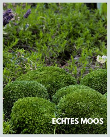 Шаровий мох збережений натуральний зелений 125 г Справжній Болленмосс для фотографій моху Міцний мох для рукоділля Водостійкий натуральний зелений ісландський мох