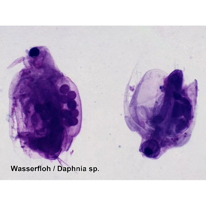 Набір мікропрепаратів Bresser 100 шт (5986003)