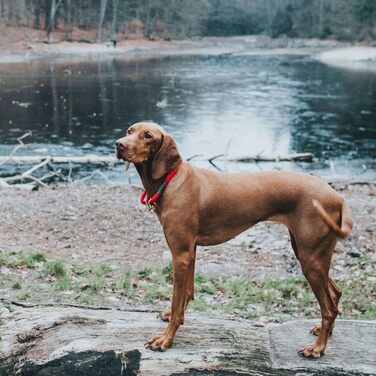 Мисливський намисто OSS 40 см червоне 150 г Червоне 60 см