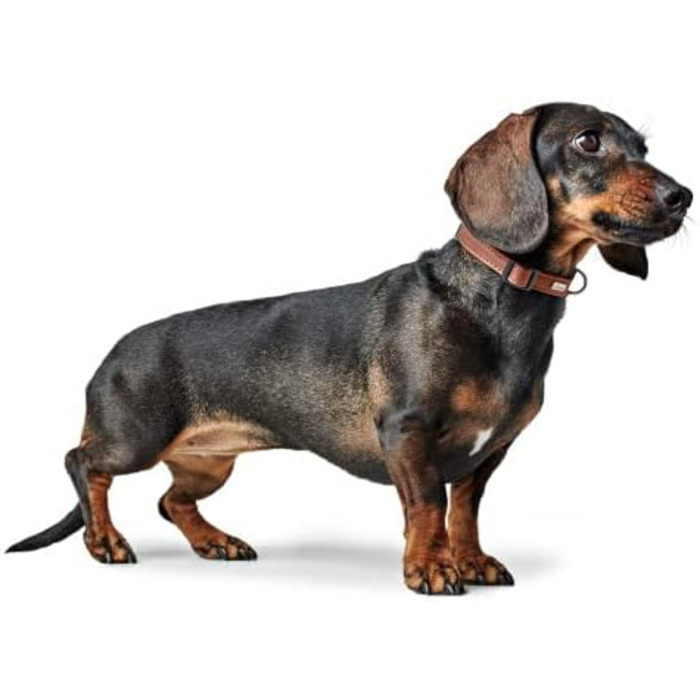 Ошийник для собак HUNTER Canadian UP, колір коньяк, для малих собак та цуценят, мяка та гнучка шкіра, не пошкоджує шерсть, екологічно чистий, виготовлено в Німеччині, розмір S/1 коньяк S/1