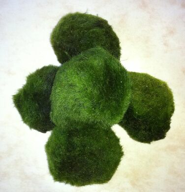 Водні рослини Mhlan 5 мохових кульок 4-6 см Cladophora Aegagrophila