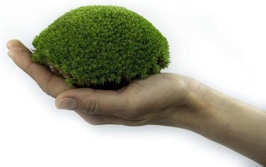 Кульковий мох, кульковий мох, консервований у 3-х різних кольорах, справжній міцний натуральний продукт для виготовлення мохових картин, займає площу 30х30 см - 0,10 м (світло-зелений)