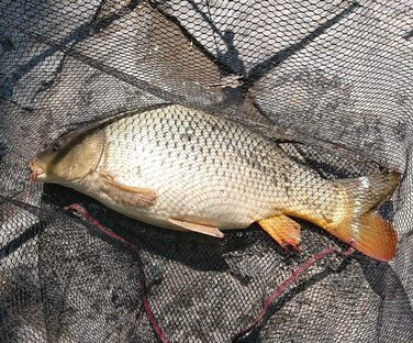 Рибальський набір Iconic Carp Industry 2-предметний 3,60 м