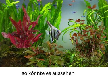 Набір акваріумних рослин SAHAWA, 3-6 рослин у горщиках, анубіас, папороть, стебла, кульки моху, горщики 5 см ( 13 3 рослини)