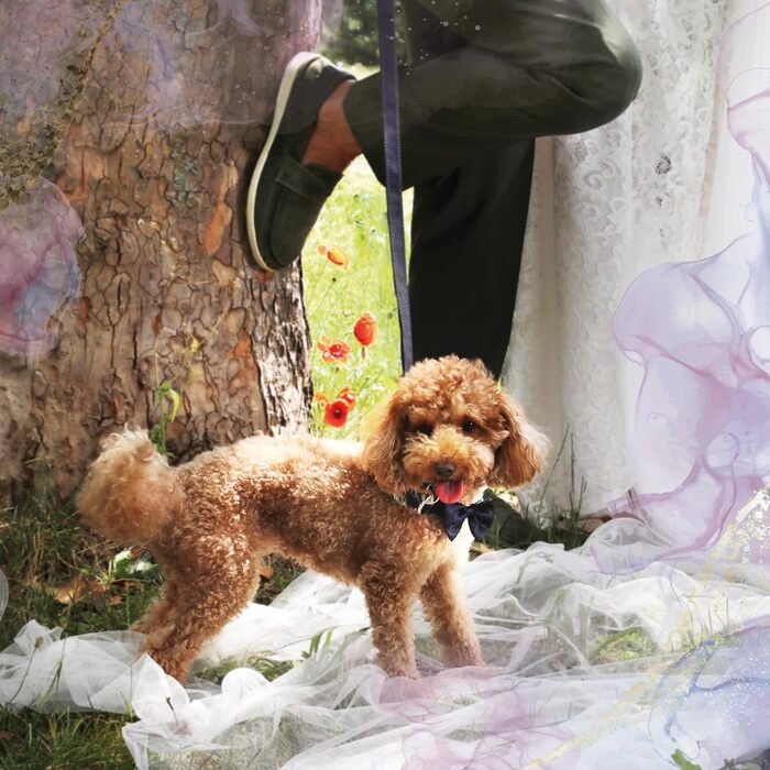 Ошийник для собак Croci Ceremony з метеликом, для весілля, блакитна тканина, сатин, срібні деталі, для малих, середніх та великих собак, розмір L/4166 см блакитний L