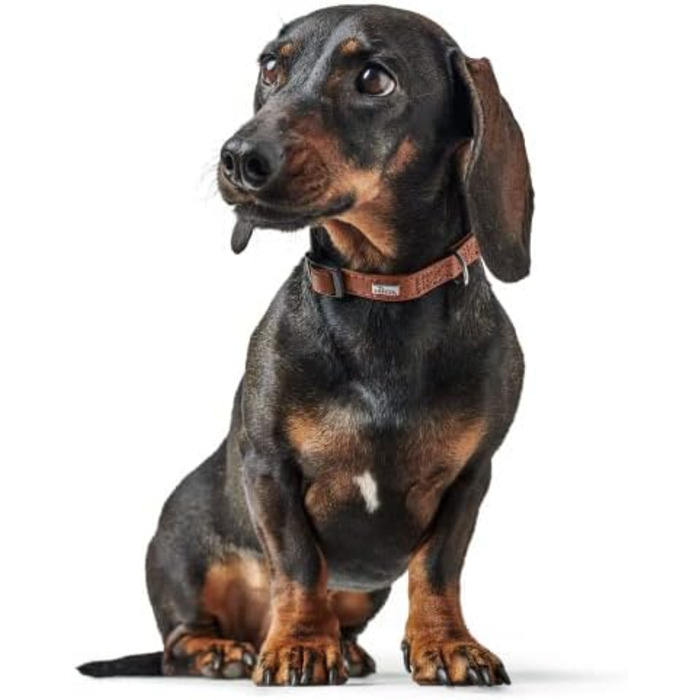 Ошийник для собак HUNTER Canadian UP, колір коньяк, для малих собак та цуценят, мяка та гнучка шкіра, не пошкоджує шерсть, екологічно чистий, виготовлено в Німеччині, розмір S/1 коньяк S/1