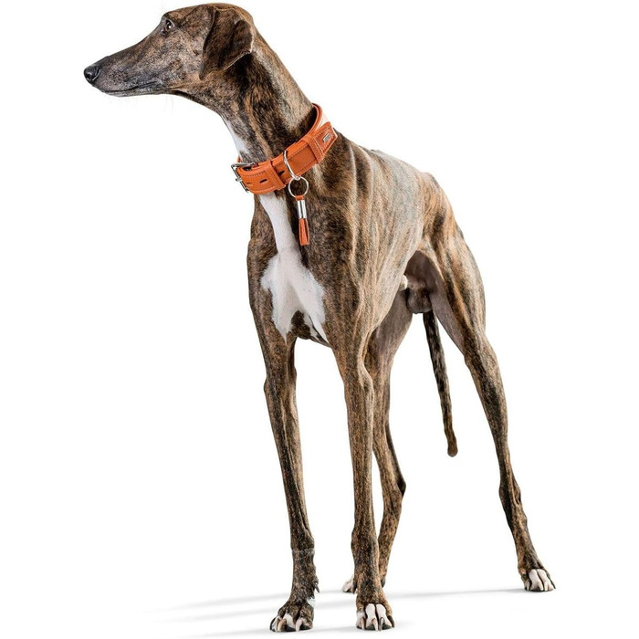 Нашийник для собак, шкіра, м'яка напівлакова шкіра, вишуканий, елегантний, 40 (XS-S), помаранчевий