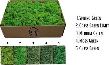 Ісландський норвезький мох Hello Moss 0,5/1 кг - консервований живий мох, повністю органічний - ідеальне прикраса з моху на Великдень, різдвяні прикраси - ремісничий мох, тераріумний мох (1 кг, зелене світло трави)