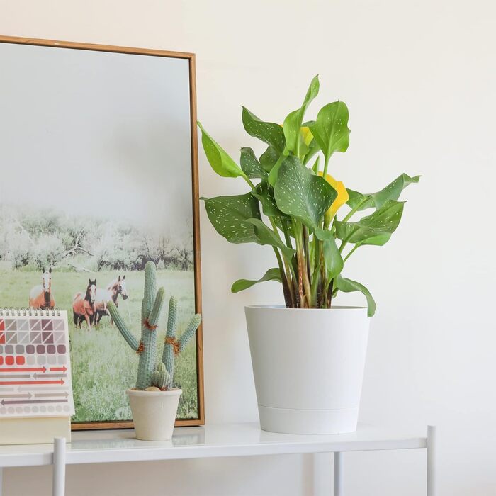 Пластиковий квітковий горщик T4U з системою поливу, набір із 6 самополивних кашпо з блюдцями, круглі кашпо для кімнатних та балконних садових рослин, сукулентів, кактусів (20 см, білий) 20 см білий