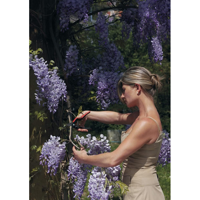 Садові ножиці FELCO 160L (діаметр різання 25 мм, ножиці для дерев для великих рук, довжина 220 мм, ножиці для винограду з канавкою для соку, ергономічні ручки) 26 x 16 x 12 см Одинарні