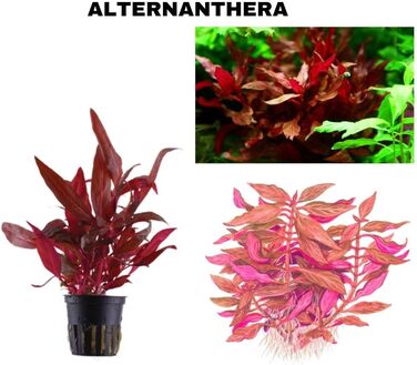 Набір акваріумних рослин SAHAWA, 3-6 рослин у горщиках, анубіас, папороть, стебла, кульки моху, горщики 5 см ( 13 3 рослини)