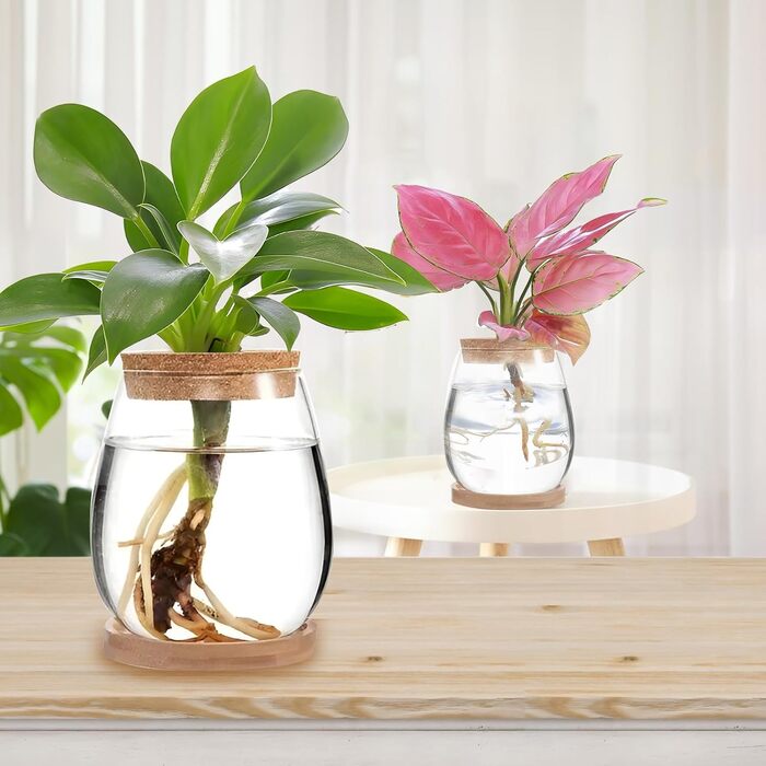 Ваза для закваски насіння авокадо Скляний плантатор Гідропонна скляна ваза для водних рослин або квітів Домашній офіс Оформлення столу 2 шт., 12x11