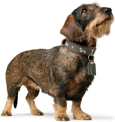 Нашийник для такси Мюнхен, колір коньяк/чорний, шкіра, вишукані декоративні елементи для такс, м'який та міцний, не пошкоджує шерсть, розкішний, екологічно виготовлений, стійкий, вироблено в Німеччині, розмір 32 коньяк/чорний 32