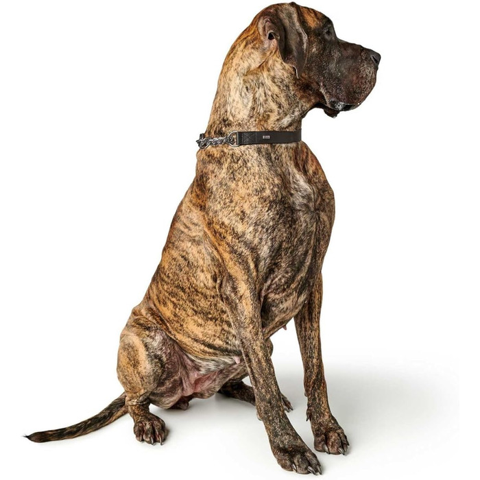 Нашийник з ланцюжком Aalborg чорний, розмір M