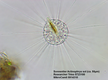 Мікроскоп Bresser Trino Researcher 40x-1000x (5723100)