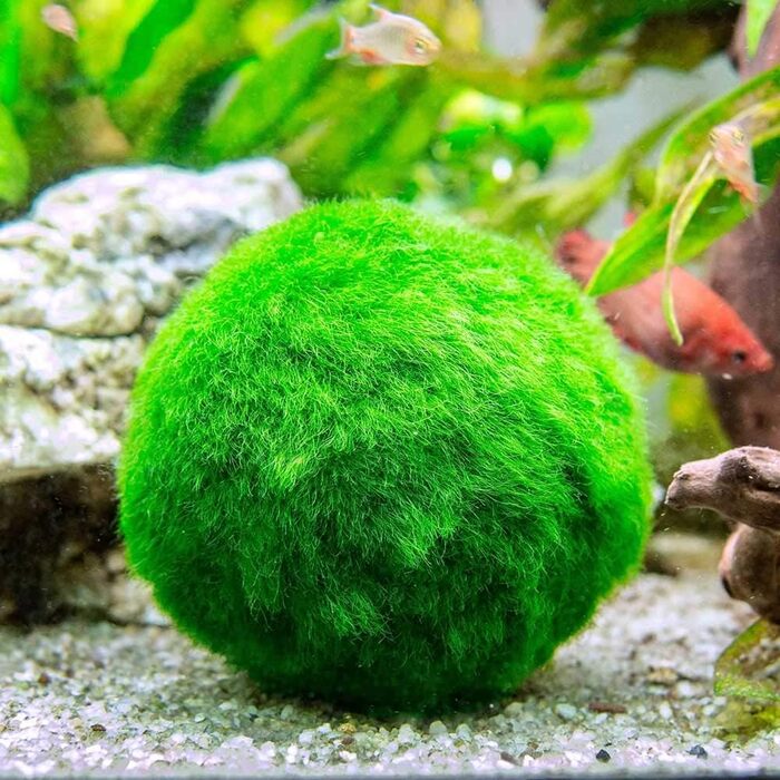 Кульки з моху Marimo - 50 шт. - Cladophora Aegagropila - Киснева рослина - Висота дорослої особини 10 см - Розміщення вільно у воді