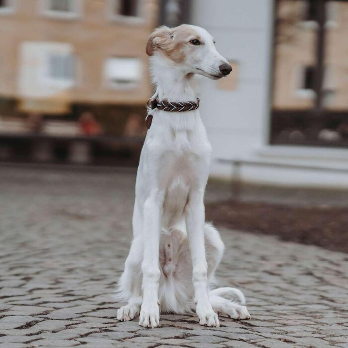 Нашийник для собак HUNTER SOLID Education, колір темно-коричневий/бірюзовий, міцна яловича шкіра, ручне плетіння, виготовлено в Німеччині, розмір 50 темно-коричневий/бірюзовий 50