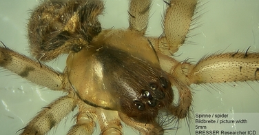 Мікроскоп Bresser Researcher ICD LED 20x-80x (5803100)