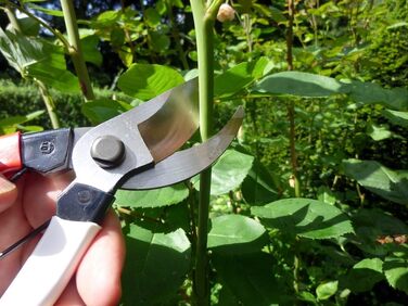 Садові ножиці Okatsune 103 для рук середнього розміру, надзвичайно гострі для легкого різання до 25 мм виготовлені з високоякісної японської сталі Izumo-Yasugi, безперечного лідера в Японії. Садові ножиці 103, середні