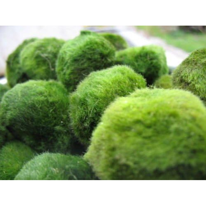 См) 1 Nano Marimo безкоштовно., 5 Giant Living Marimo Moss Balls ( 5,1
