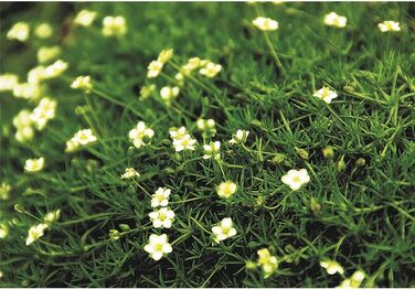 Темно-зелений - витривалий до зірчастого моху в горщику 12 см у садівницькій якості від Blumen Eber - 3 горщики по 12 см кожен, 39Irish Moss&39