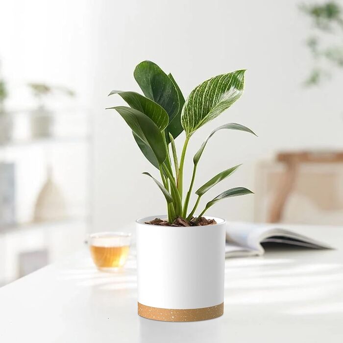 Набір з 5 квіткових горщиків з блюдцями, 17,8/15,2/14/12,7/10,2 см, пластикові кашпо, гідропонні горщики, набір квіткових горщиків, ідеально підходить для кімнатних та балконних садів, білий з коричневим підносом 765,554 дюймів (5 шт.) білий, коричневий п